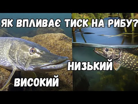 Видео: Як впливає зміна тиску на активність риби? Який тиск краще для риболовлі? Що кажуть вчені?