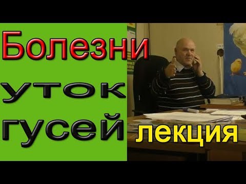 Видео: Болезни уток и гусей. Симптомы и лечение.