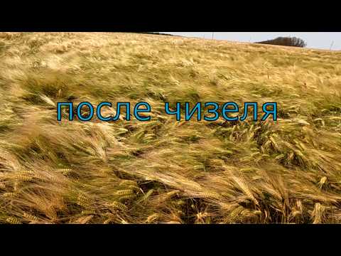 Видео: Ячемень озимый после чизеля. Обзор полей перед уборкой.