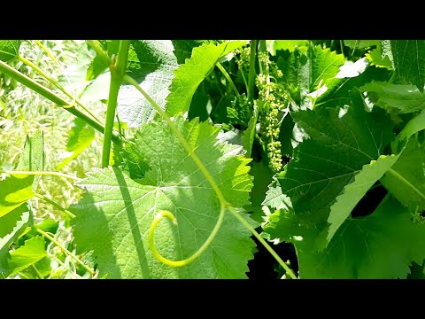 Видео: 🍇Заготовка и ЗАМОРОЗКА  Виноградных листьев на зиму "  ВЛОГ "какие листья собирать !