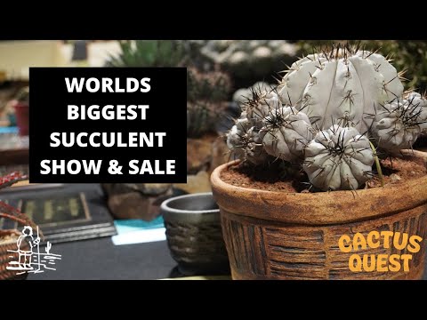 Видео: Я посетил выставку-продажу кактусов и суккулентов «Intercity Cactus & Succulent»: самые редкие ра...