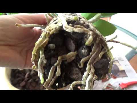 Видео: ПЕРЕСАДКА КАТТЛЕИ. КАК Я ЭТО ДЕЛАЮ. ПОПУГАИ. REPOTTING A CATTLEYA. MY WAY