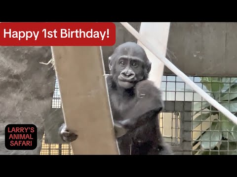 Видео: Детеныш гориллы - Кайембе, #30, его первый день рождения #clemetzoo