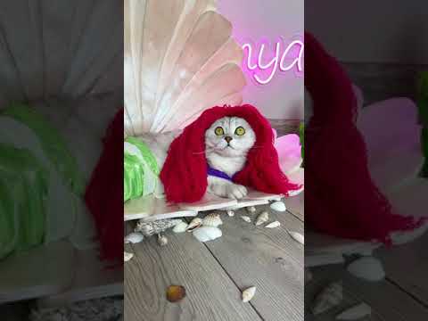 Видео: Косплей Русалочка для кошки