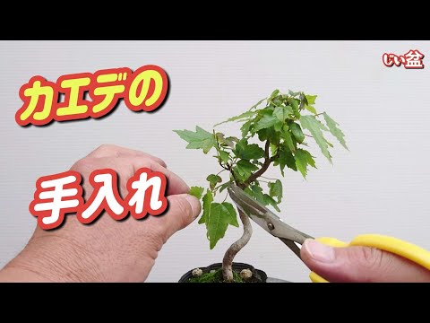 Видео: [Каэдэ] Вот что произойдет, если не обрезать новые побеги! 😱 / Для начинающих / Как сделать бонсай