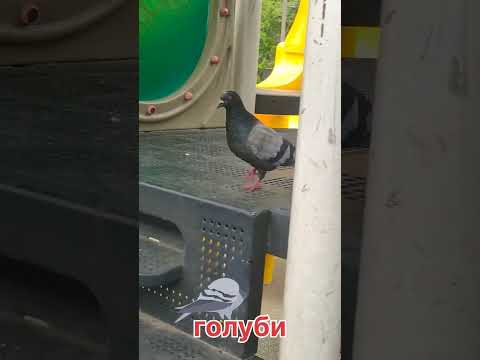 Видео: Голуби на улице