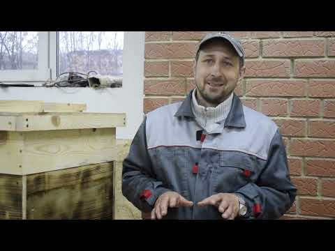 Видео: Предлагаю маток среднерусской (тёмной лесной) пчелы.