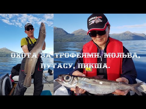 Видео: ОХОТА ЗА ТРОФЕЯМИ. МОЛЬВА, ПУТАСУ, ПИКША.