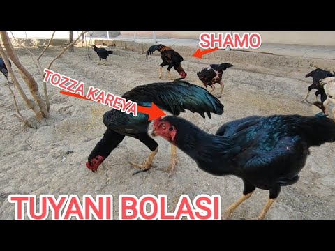 Видео: ТАНАЧИ ШАМО ХУРОЗ ВА ДАНГАРАДАН КЕЛГАН ТУЯ ХУРОЗЛАР ТОМОША ДАКАН ИШКИБОЗЛАРИ УЧУН МАХСУС ВИДЕО 