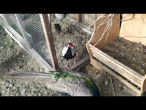 Видео: СОДЕРЖАНИЕ И КОРМЛЕНИЕ ФАЗАНОВ /ПАВЛИНЫ И ПАВЛОВСКИЕ КУРОЧКИ