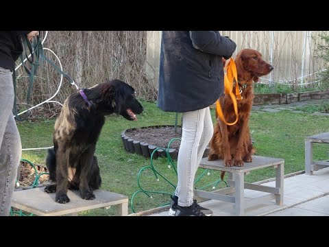 Видео: Догтренинг 603. Ирландский сеттер, флет, акита - работают охотники.