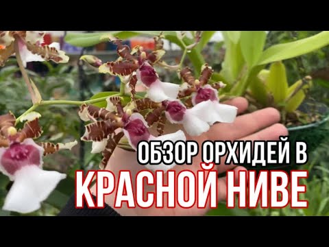 Видео: Обзор орхидей в питомнике «Красная Нива🌺» || Огромный выбор видовых орхидей || Лучший питомник ☺️