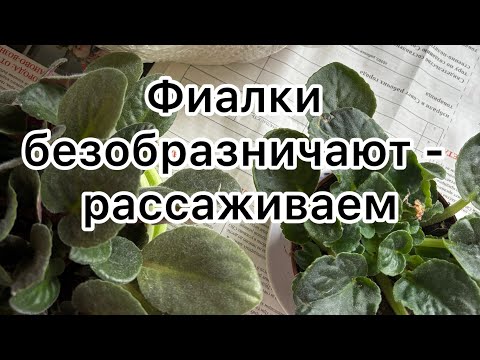 Видео: Фиалки💜Рассаживаем деток в кашпо 4х