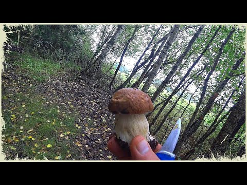 Видео: Прощай лето! Собираем урожай и грибы,  убрали бассейн.