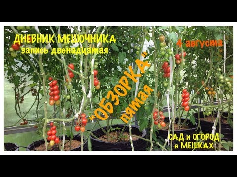 Видео: Мой ОГОРОД в МЕШКАХ. "ОБЗОРКА" пятая от 4 августа.ДНЕВНИК МЕШОЧНИКА 2019. Запись 12.