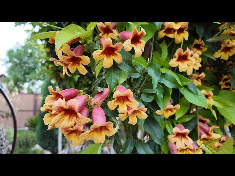 Видео: Бигнония, вечнозеленая цветущая лиана