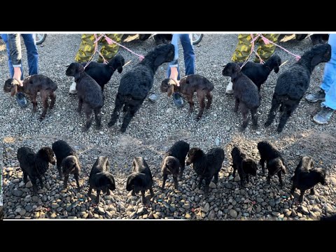 Видео: Барачахои бе Оча бе Ота ширхура дар Фуруш Якшанбебозори н, Фархор,   31 марта 2024 г.