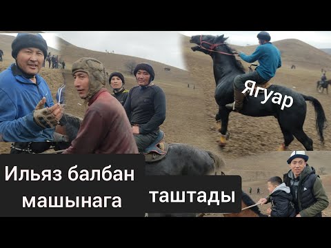 Видео: МАЙЛУУ-СУУ АЛАМАН УЛАК  ОТОО КЫЗЫК БОЛДУ 21.02.21