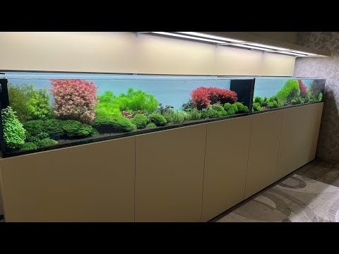 Видео: Морской аквариум на стероидах с СПБ