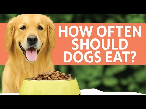 Видео: Ошибка ежедневного кормления, которую совершают 90% владельцев собак