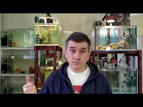 Видео: Аулофорус .... Перезагрузка!!! Повторение - МАТЬ учения