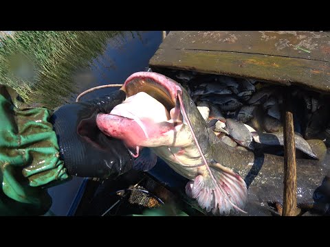 Видео: Ловля сома. Промысловый лов. Подошла рыба!