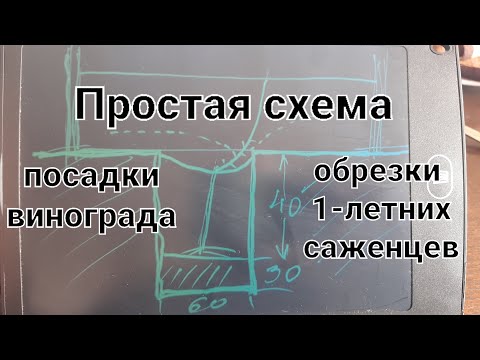 Видео: Простая схема посадки саженцев винограда и обрезки однолетних саженцев.