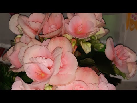Видео: ПОЧЕМУ БЕГОНИЯ " ЭЛАТИОР " НЕ ЦВЕТЁТ - ВОЗМОЖНЫЕ ПРИЧИНЫ 🌺