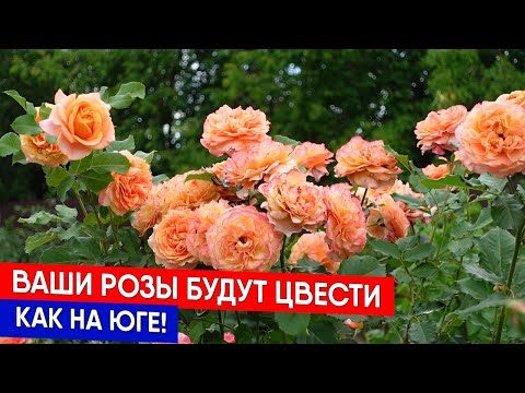 Видео: Ваши розы будут цвести как на юге!