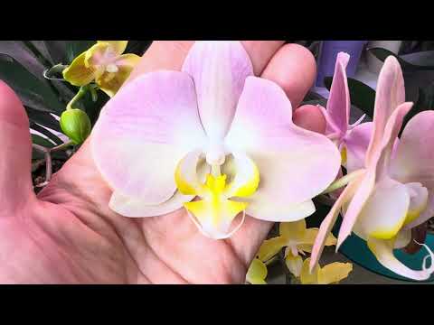 Видео: Красота на подоконниках! 🌸🌼