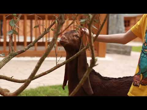 Видео: В парке Ривьера состоялось открытие Альпака парка😍