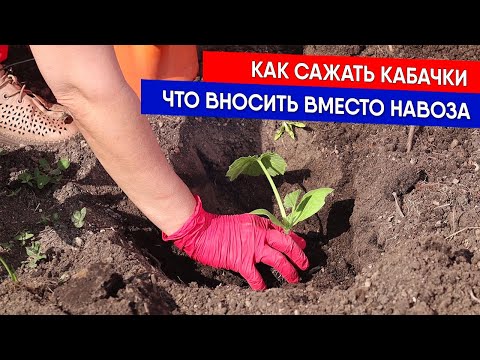 Видео: Как сажать кабачки - что вносить вместо навоза