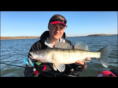Видео: Судак пошёл! Рыбалка на спиннинг поздней осенью. Тяжелый джиг