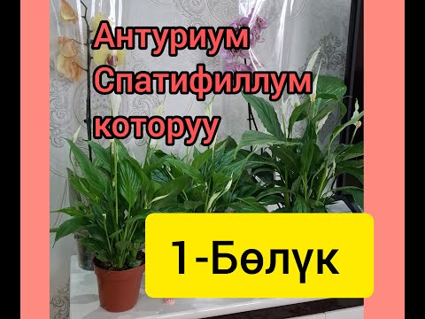 Видео: Антуриум, Спатифиллум гүлдөрүн отургузуу. Топурагы жөнүндө айтып бердим