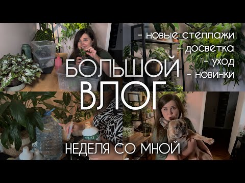 Видео: Недельный ВЛОГ | Новые стеллажи и досветка | НОВИНКИ РАСТЕНИЙ