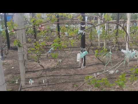 Видео: Когда начнем прививать на кусты в этом сезоне. И иное.