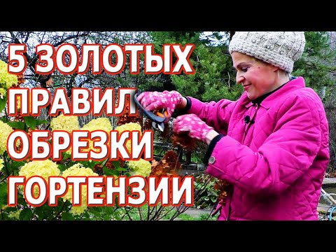 Видео: ОБРЕЗКА ГОРТЕНЗИИ ОСЕНЬЮ. ПРАВИЛЬНАЯ ОБРЕЗКА ГОРТЕНЗИИ ДРЕВОВИДНОЙ, МЕТЕЛЬЧАТОЙ И КРУПНОЛИСТНОЙ!