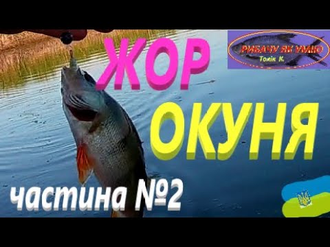 Видео: Жор ОКУНЯ з ранку #РибачуЯкУмію