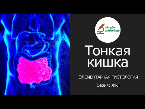 Видео: Тонкая кишка | Элементарная гистология