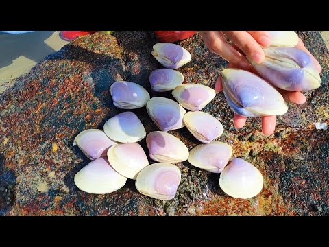 Видео: Различные улитки и моллюски собираются на пляже во время сезона ловли моллюсков принцессы.