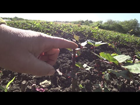 Видео: Весенняя обрезка розы (пинцирование, прищипка)