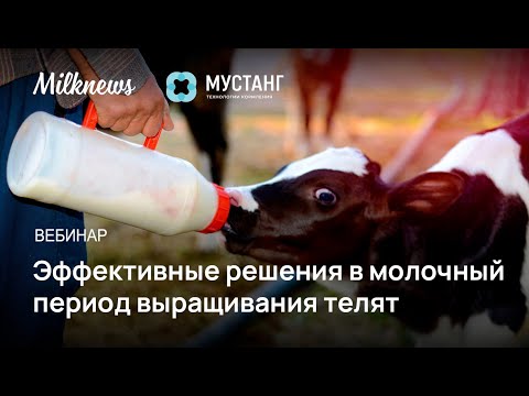 Видео: Вебинар «Эффективные решения в молочный период выращивания телят»