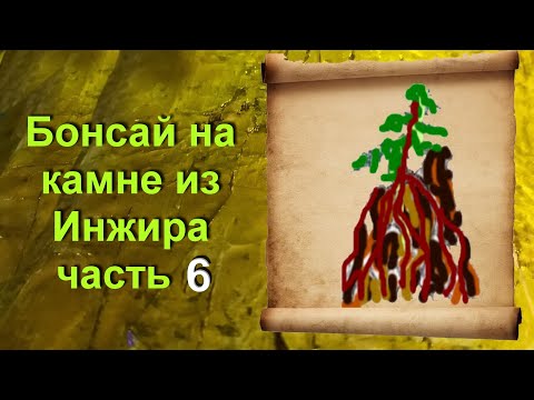 Видео: Бонсай на камне из инжира часть 6