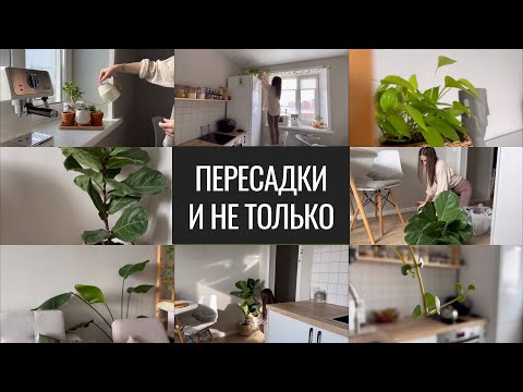 Видео: Цветочный Влог. Пересадки. Уход за Растениями.