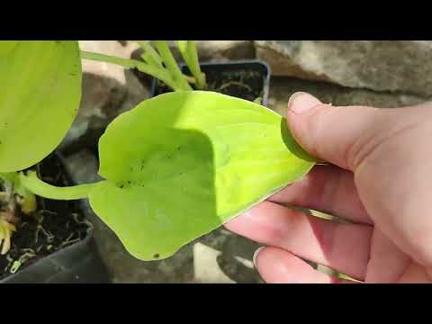 Видео: Розпаковка від фЛОРІУМ 2024 Хости Квітують троянди