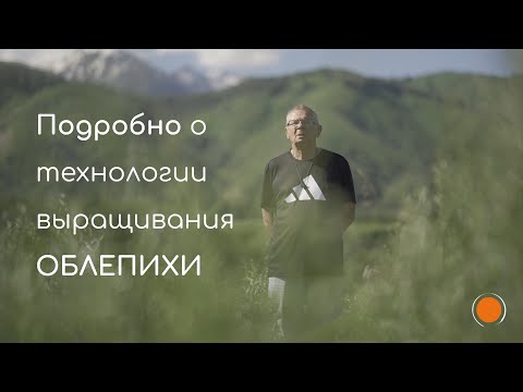 Видео: Облепиха - подробно о выращивании