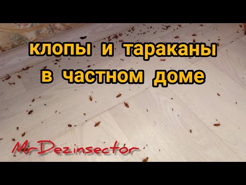 Видео: Клопы и тараканы в частном доме