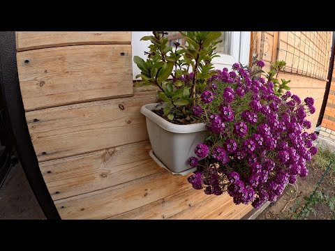 Видео: поделки для МАМЫ и души // на носу НОЯБРЬ а он ЦВЕТЁТ и ароматит на весь двор