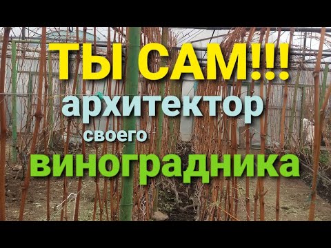 Видео: На каком расстоянии садить виноград и формирование кустов  Не зажимайте себя в рамки и не бойтесь!!!