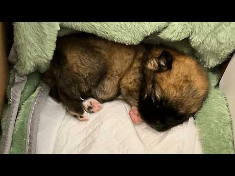 Видео: Щенок в щели плакала. Я протянул руку — она ухватилась из последних сил.